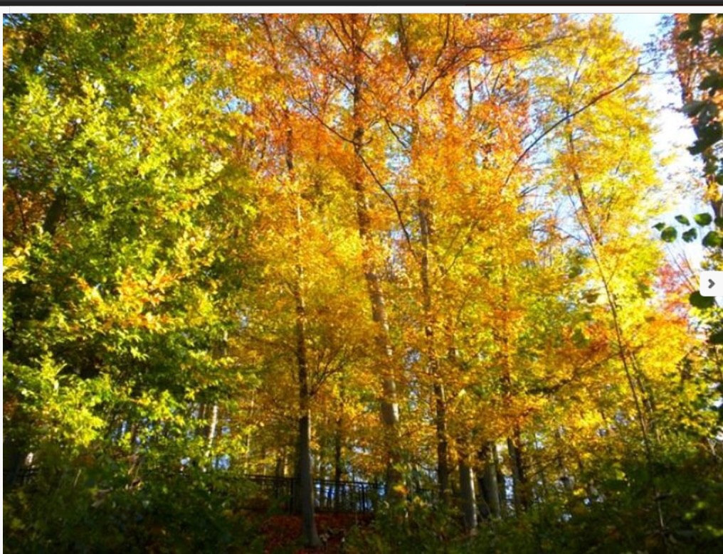 Schöne Herbstferien!